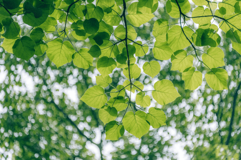 green tree