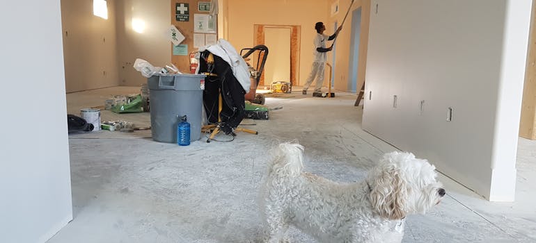 A pet in the new home