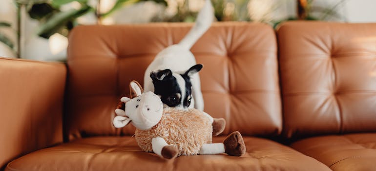 A dog with the toy