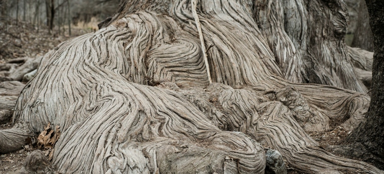 Old tree in Spring Branch