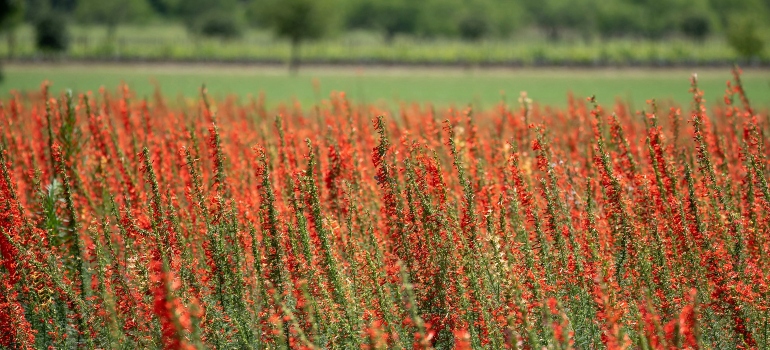Red flowers in bloom reflecting the charm of living and working in Fredericksburg TX