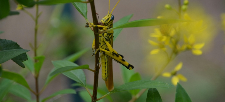 Bright Yellow Grasshopper on Green Leaf
