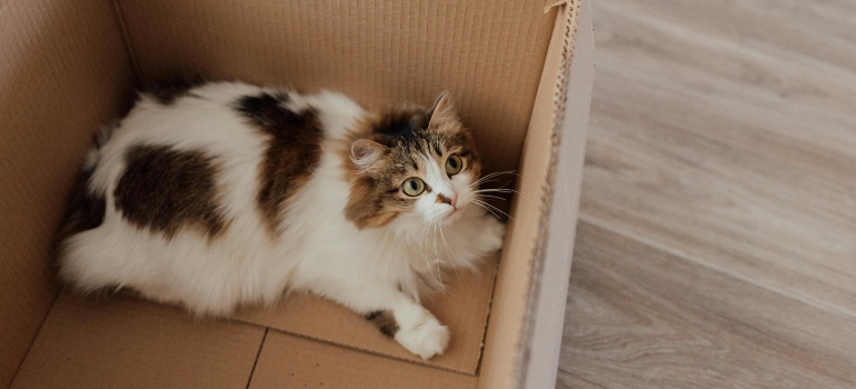 Cat sitting in box during home move preparation.