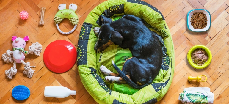 Dog resting with food and toys arranged for moving with a pet in Alamo Heights